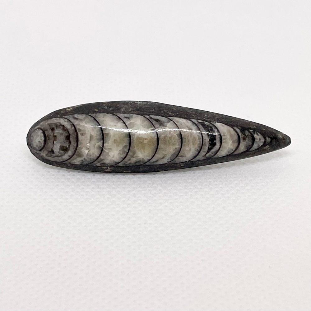 Orthoceras Fossil Natural Stone Pin Brooch